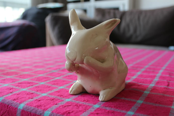 Mon lapin nain en terre&nbsp;blanche